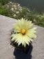 Preview: Coryphantha calipensis